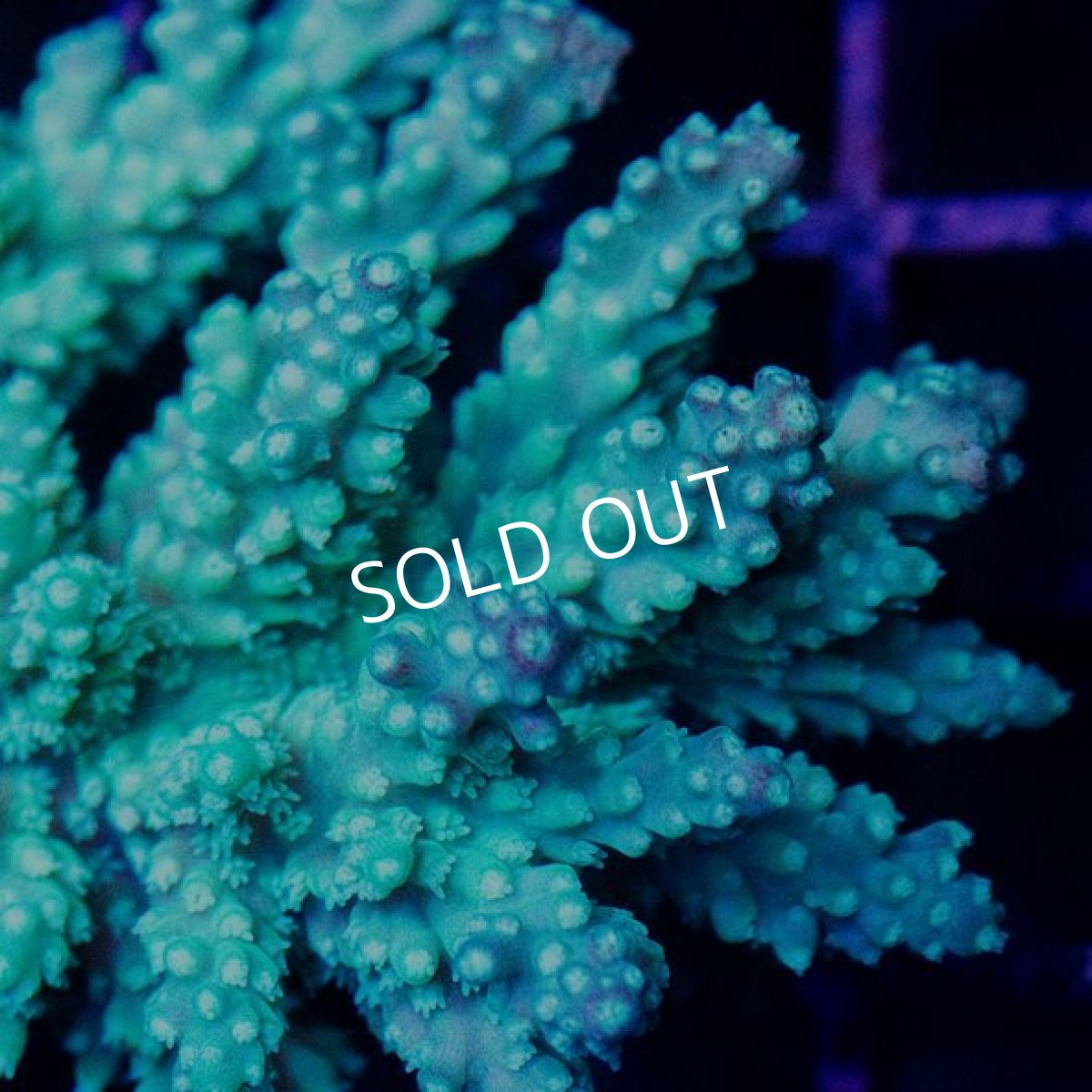 画像3: IF Acropora Ultra No.64 (3)