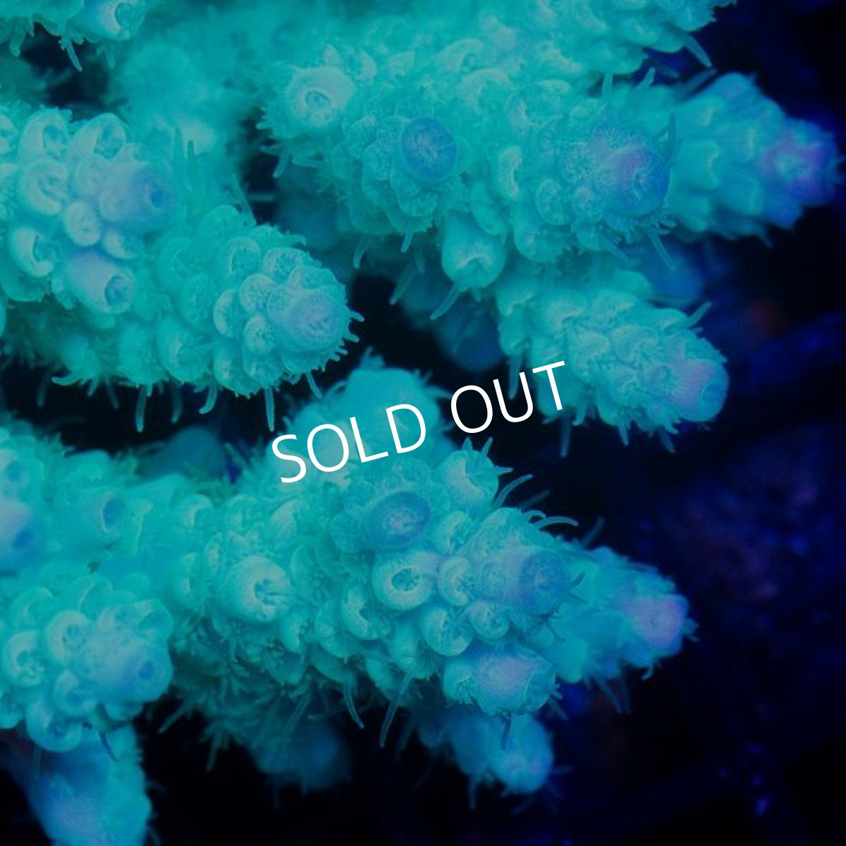 画像2: IF Acropora Ultra No.66 (2)