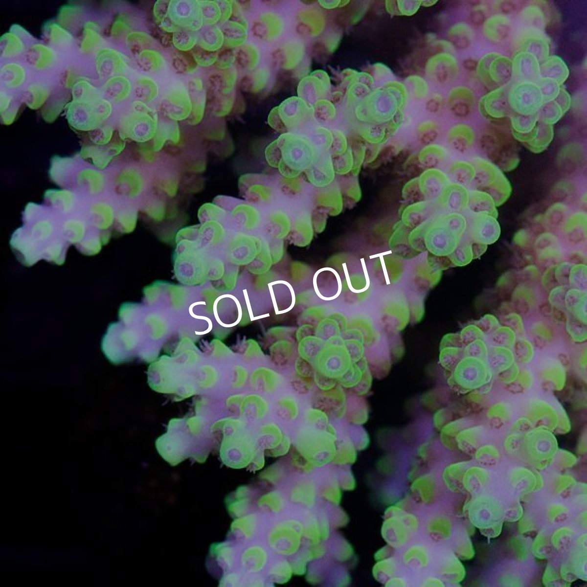 画像3: IF Acropora Ultra No.59 (3)