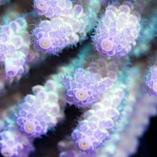 画像2: IF Acropora Ultra No.62 (2)