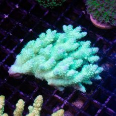 画像1: IF Acropora Ultra No.66 (1)