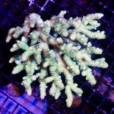 画像1: IF Acropora Ultra No.58 (1)