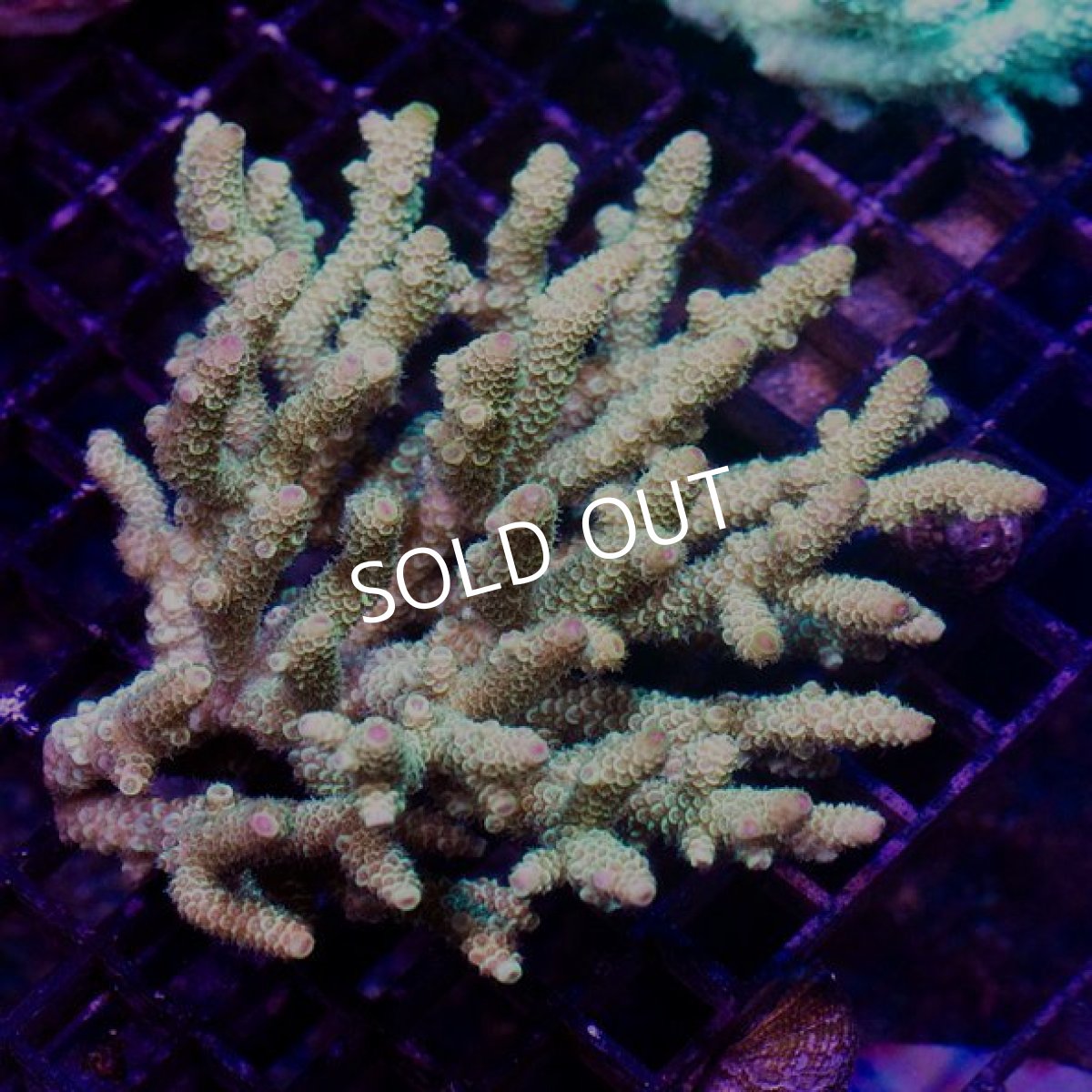 画像2: IF Acropora Ultra No.58 (2)