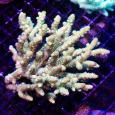 画像2: IF Acropora Ultra No.58 (2)