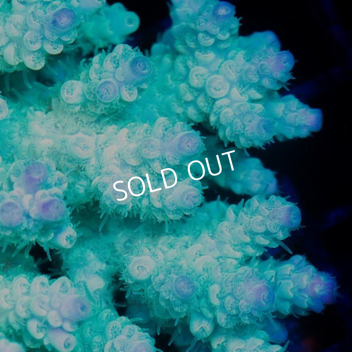 画像3: IF Acropora Ultra No.66 (3)