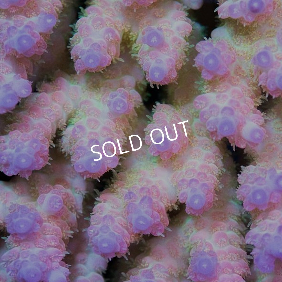 画像2: IF Acropora Ultra No.61 (2)