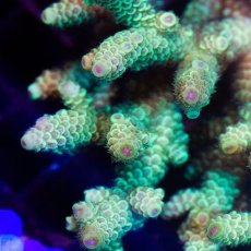 画像4: IF Acropora Ultra No.58 (4)