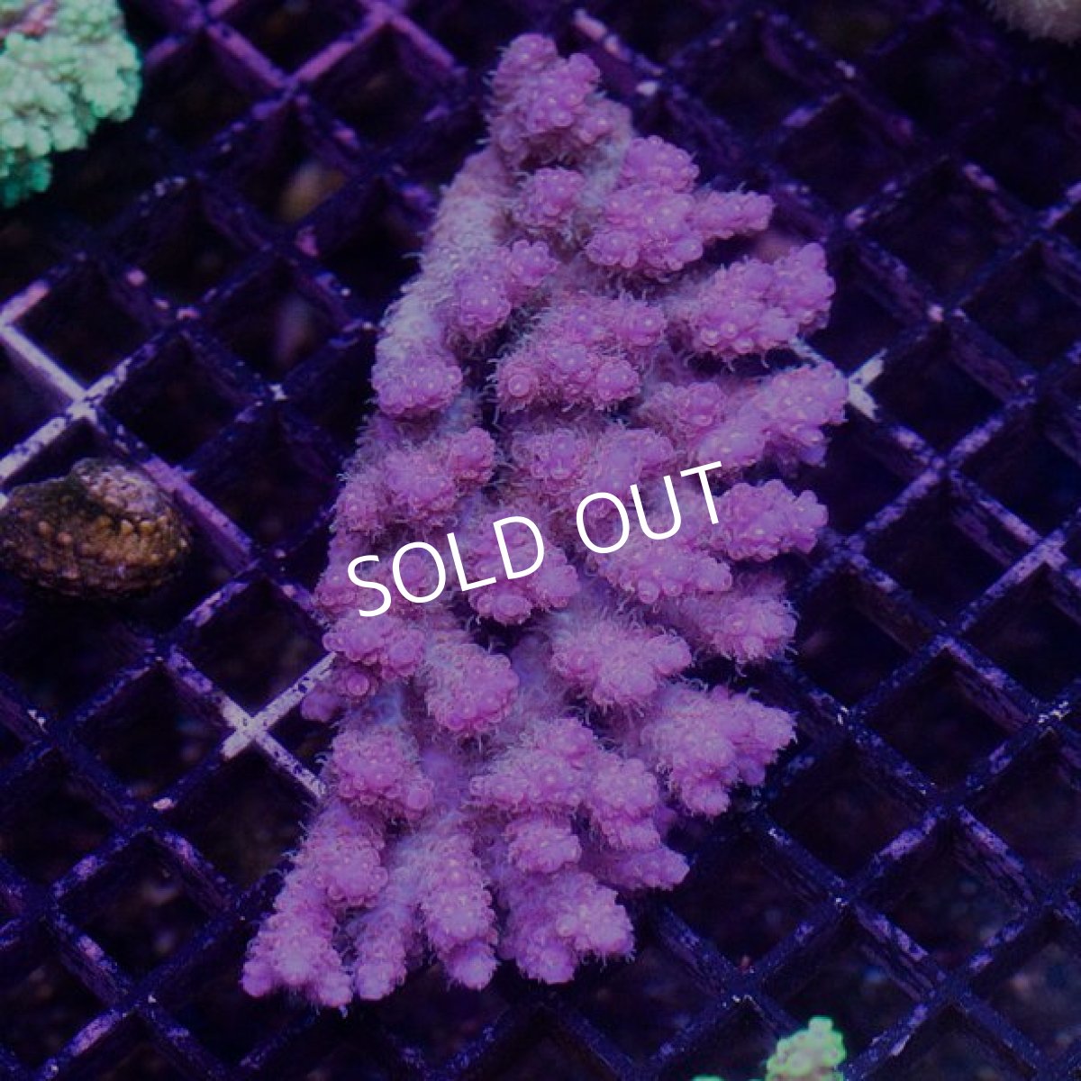 画像2: IF Acropora Ultra No.65 (2)