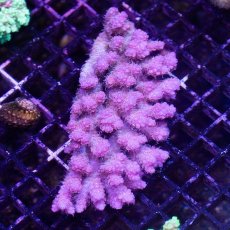 画像2: IF Acropora Ultra No.65 (2)