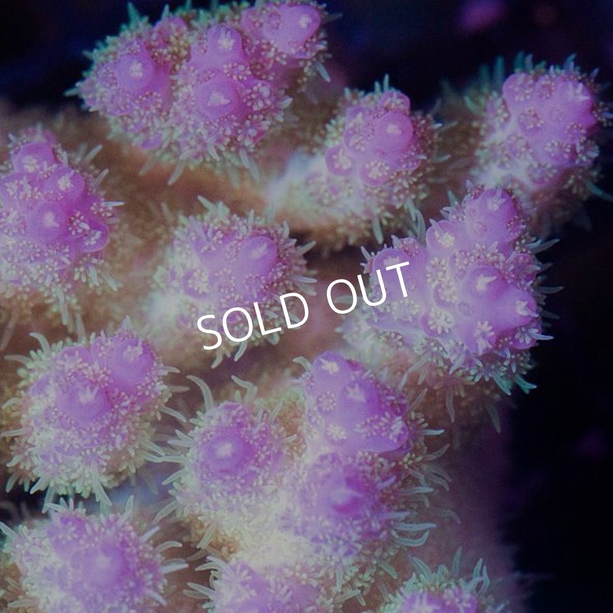 画像3: IF Acropora Ultra No.63 (3)