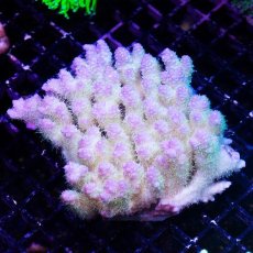 画像2: IF Acropora Ultra No.63 (2)