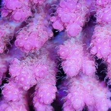 画像4: IF Acropora Ultra No.65 (4)