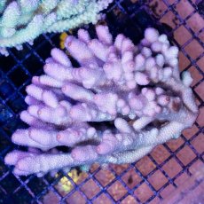 画像1: IF Acropora Ultra No.60 (1)