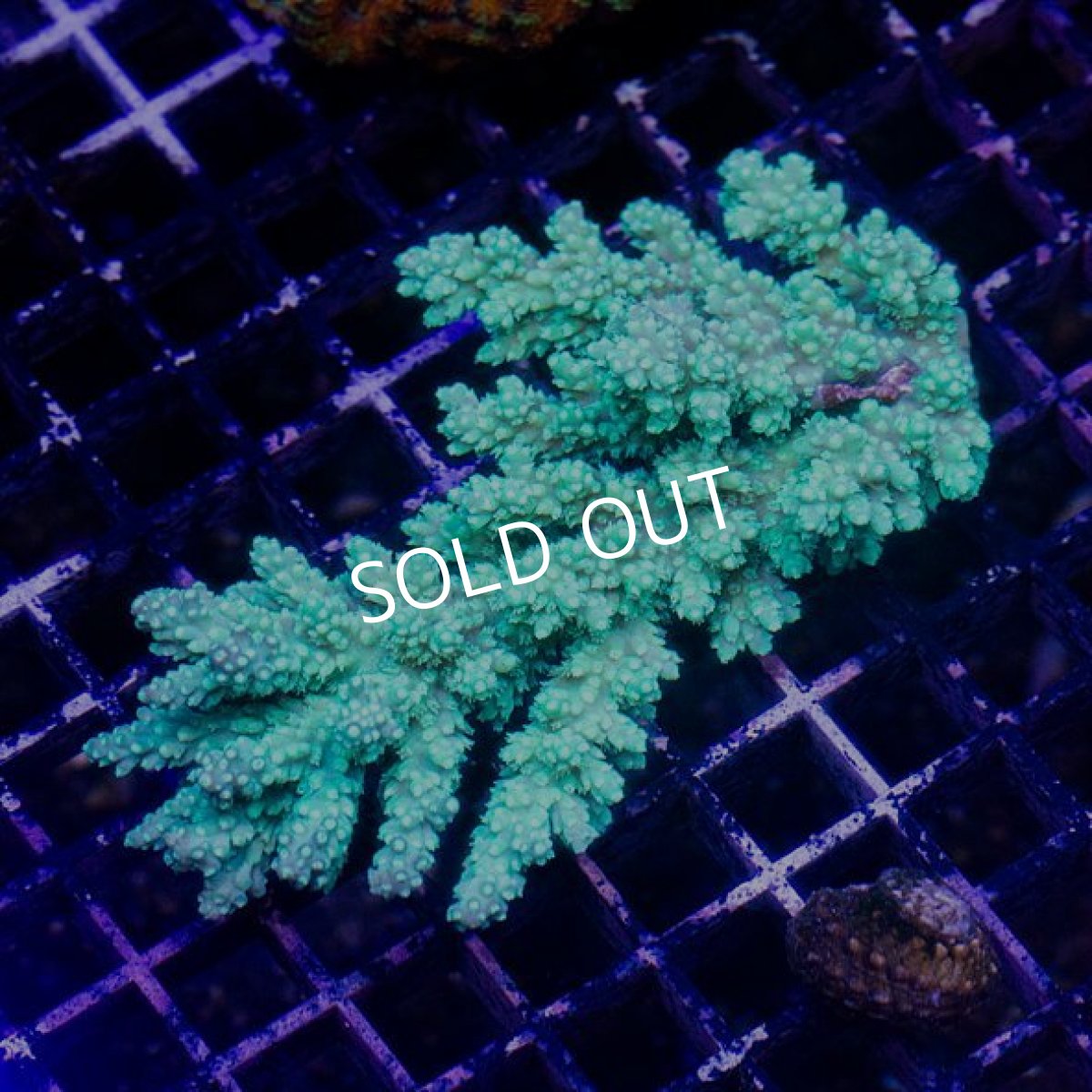 画像2: IF Acropora Ultra No.64 (2)