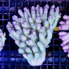 画像1: IF Acropora Ultra No.62 (1)