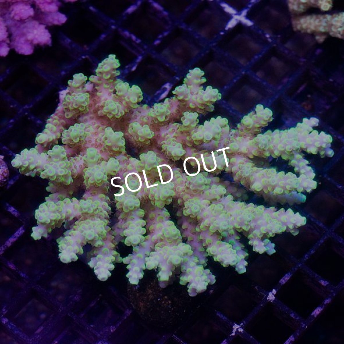 画像2: IF Acropora Ultra No.59 (2)