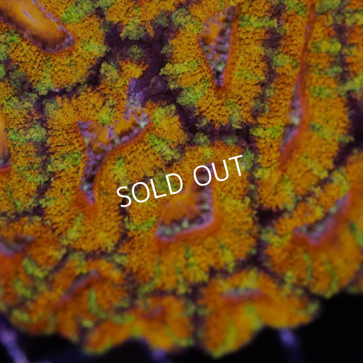 画像2: IF カクオオトゲキクメイシ Rainbow (2)