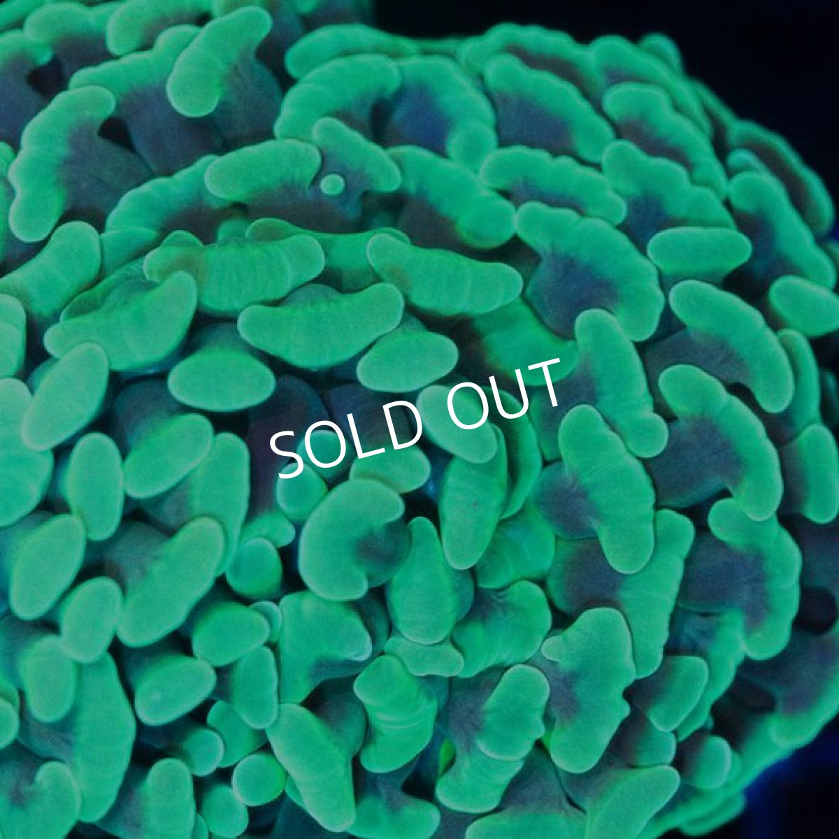 画像2: IF ナガレハナ Green No.2 (2)