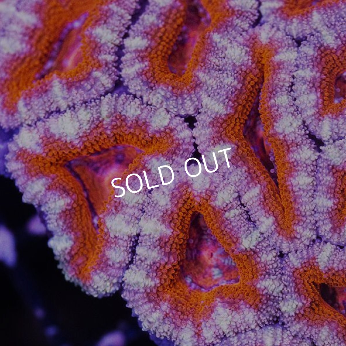 画像2: IF カクオオトゲキクメイシ No.2 (2)