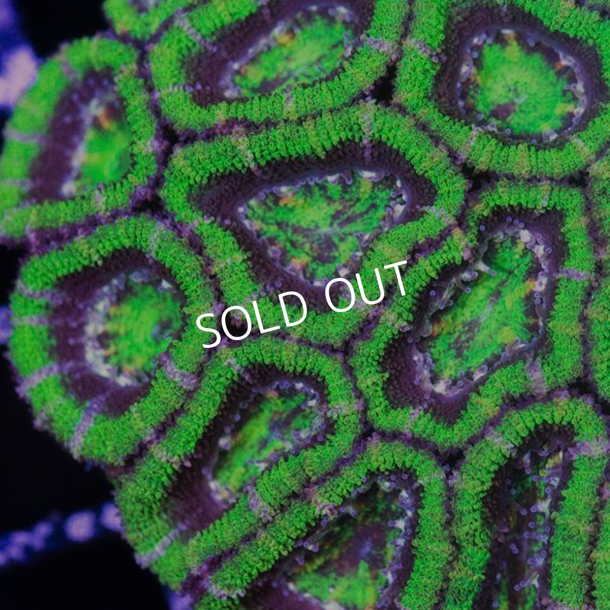 画像2: IF カクオオトゲキクメイシ No.1 (2)