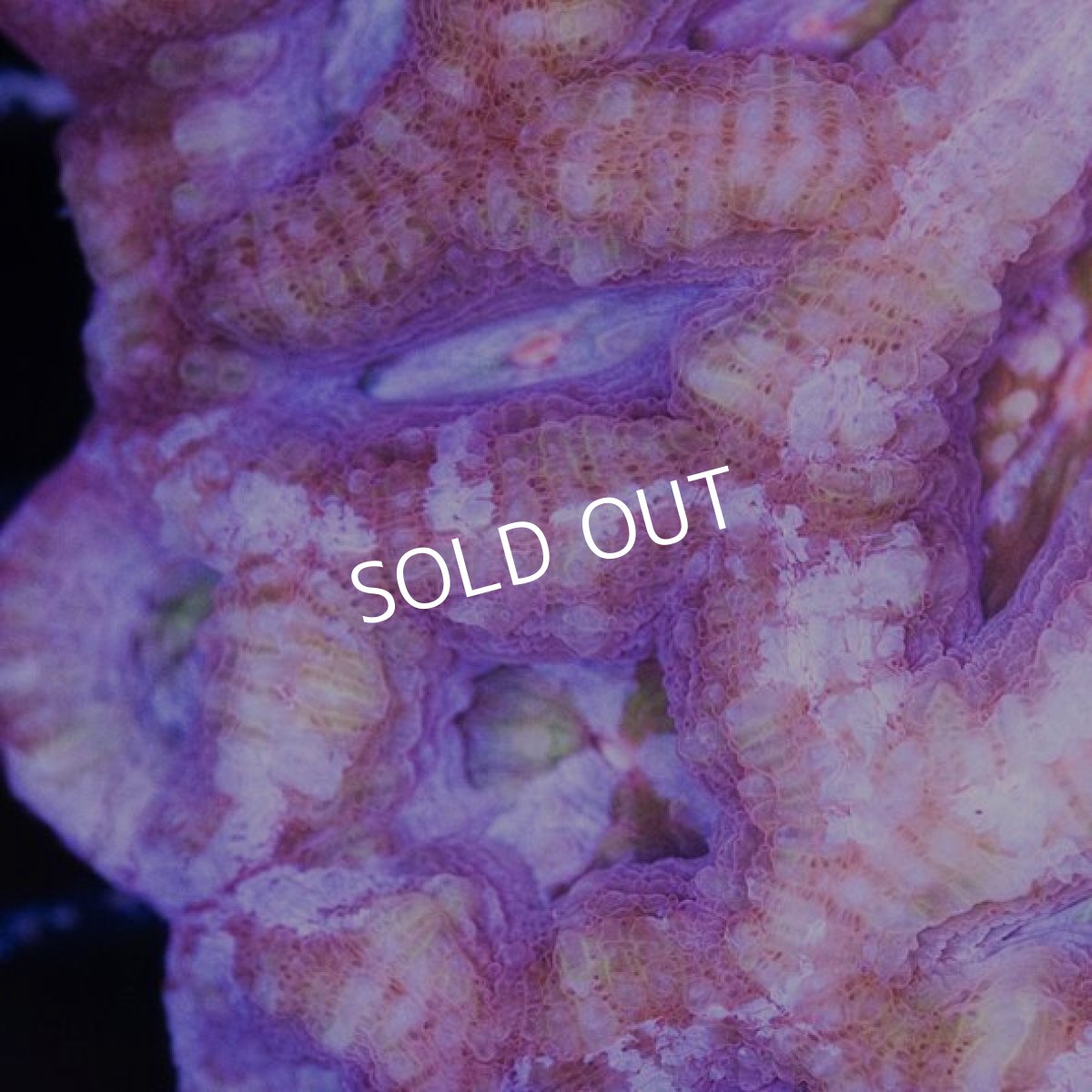 画像2: IF H.bowerbanki (2)