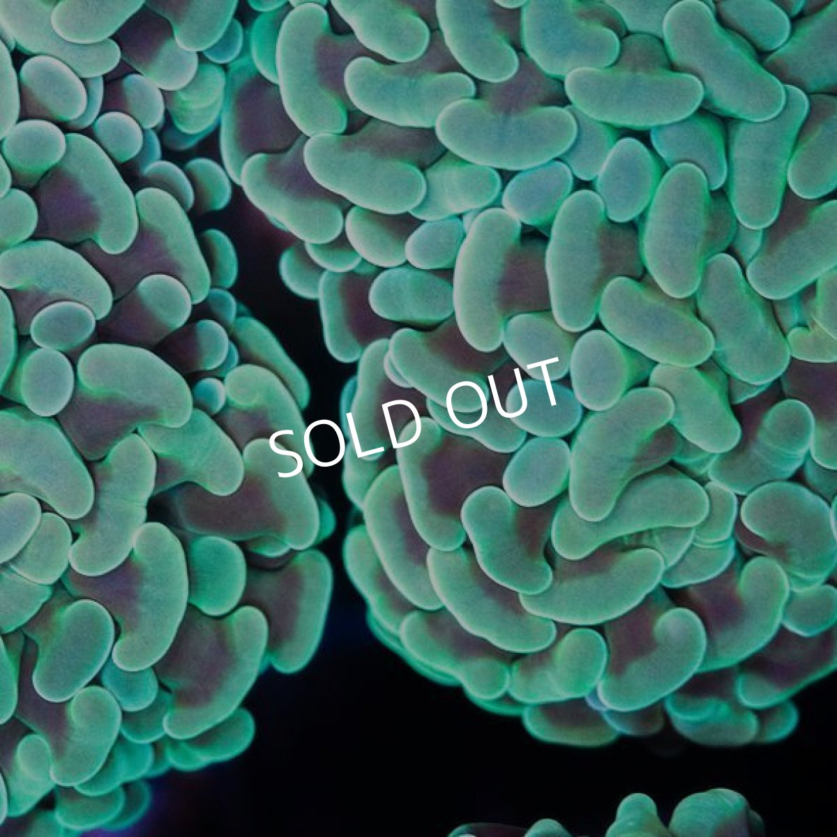 画像2: IF ナガレハナ Green No.1 (2)