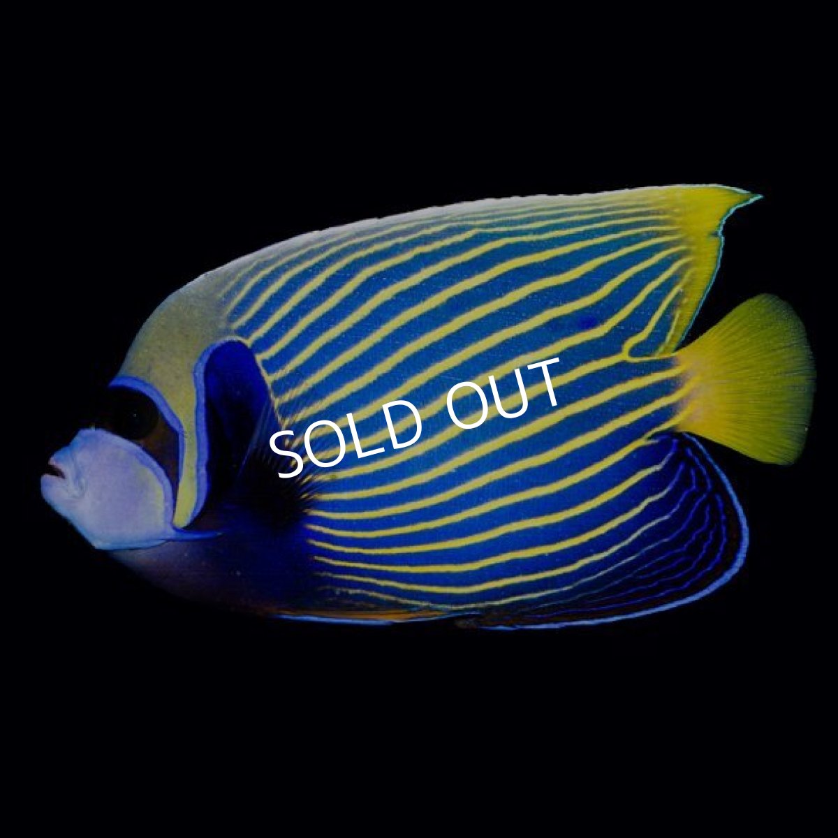 画像2: タテジマキンチャクダイ 八重山産 (2)