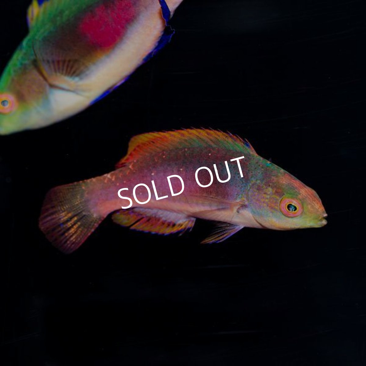 画像3: ■SALE■ スコットラス　フィジー　メス (3)