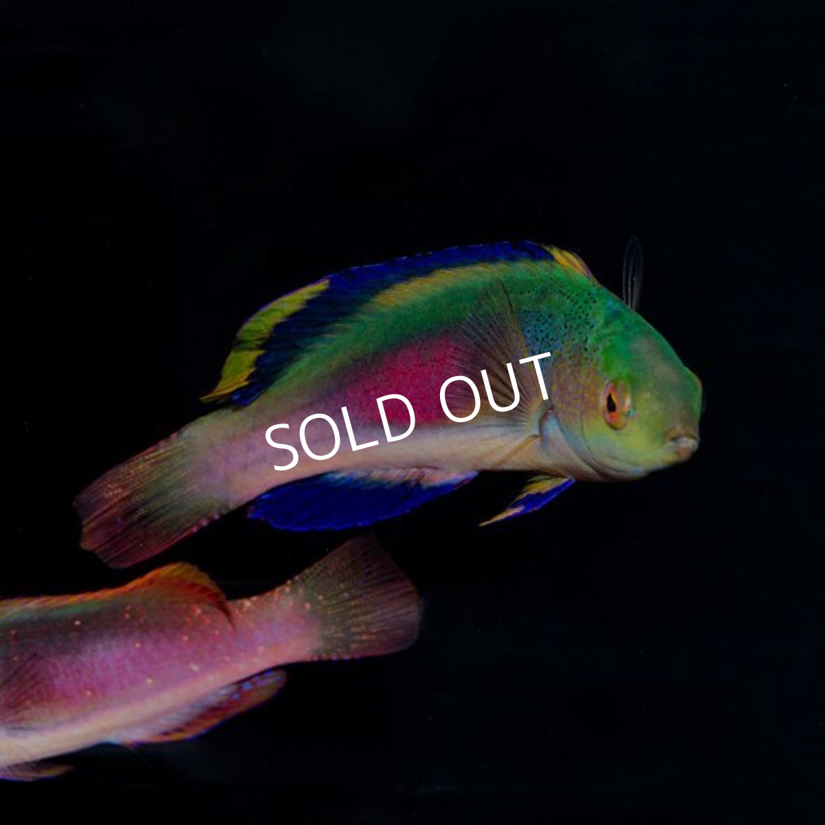 画像4: ■SALE■ スコットラス　フィジー　オス (4)