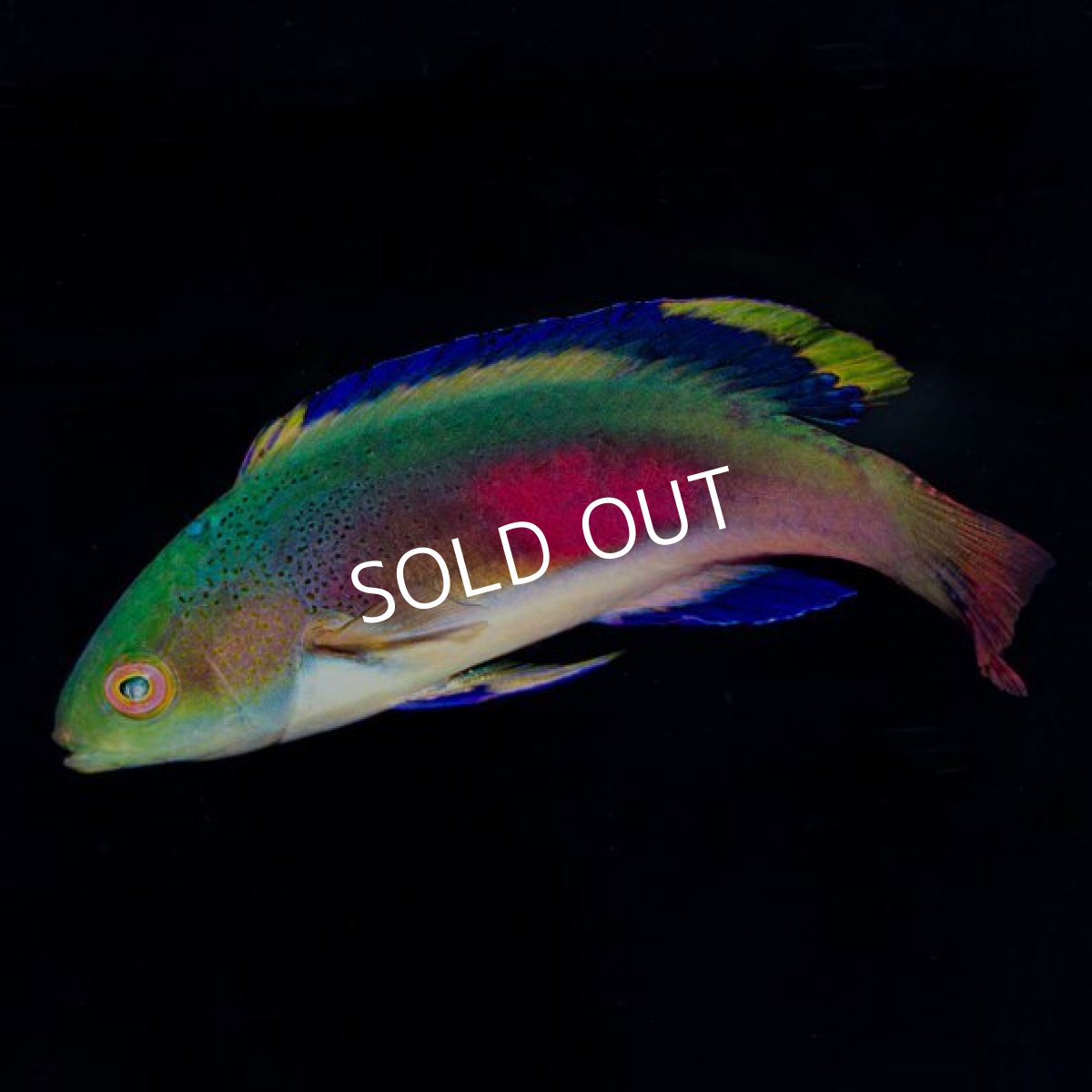 画像3: ■SALE■ スコットラス　フィジー　オス (3)