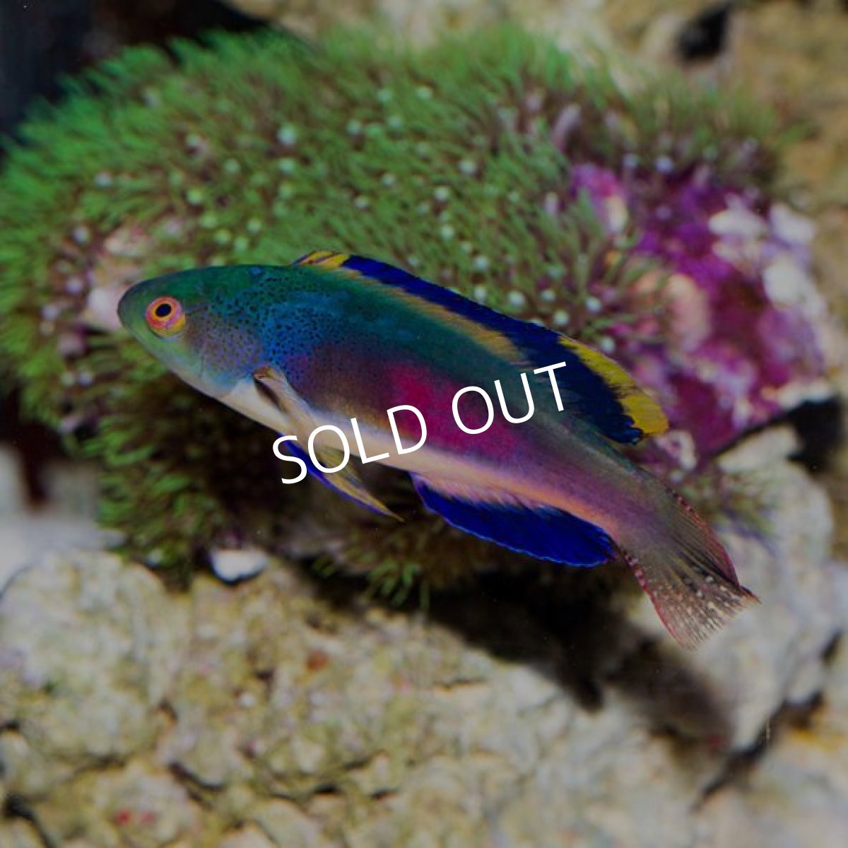 画像2: ■SALE■ スコットラス　フィジー　オス (2)