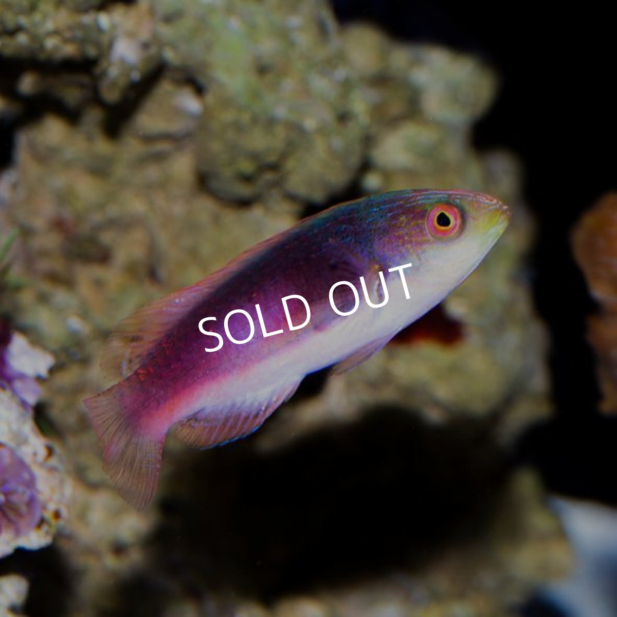 画像2: ■SALE■ スコットラス　フィジー　メス (2)