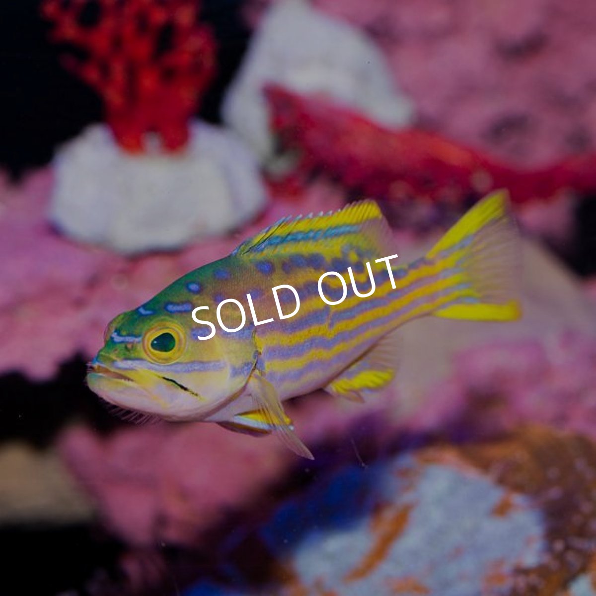 画像3: ミナミハタ (3)