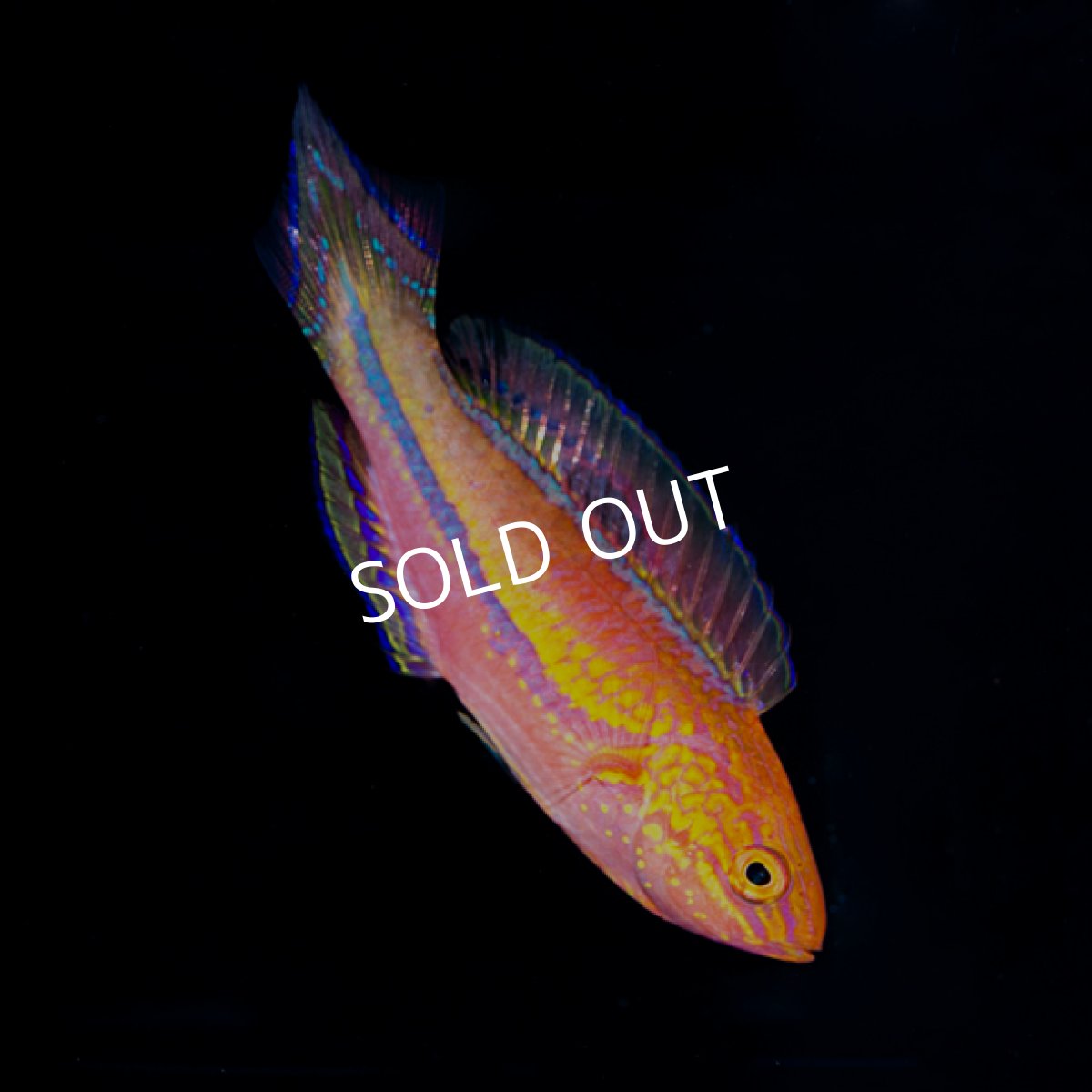 画像2: ■ＳＡＬＥ■ ピンテールラス (2)