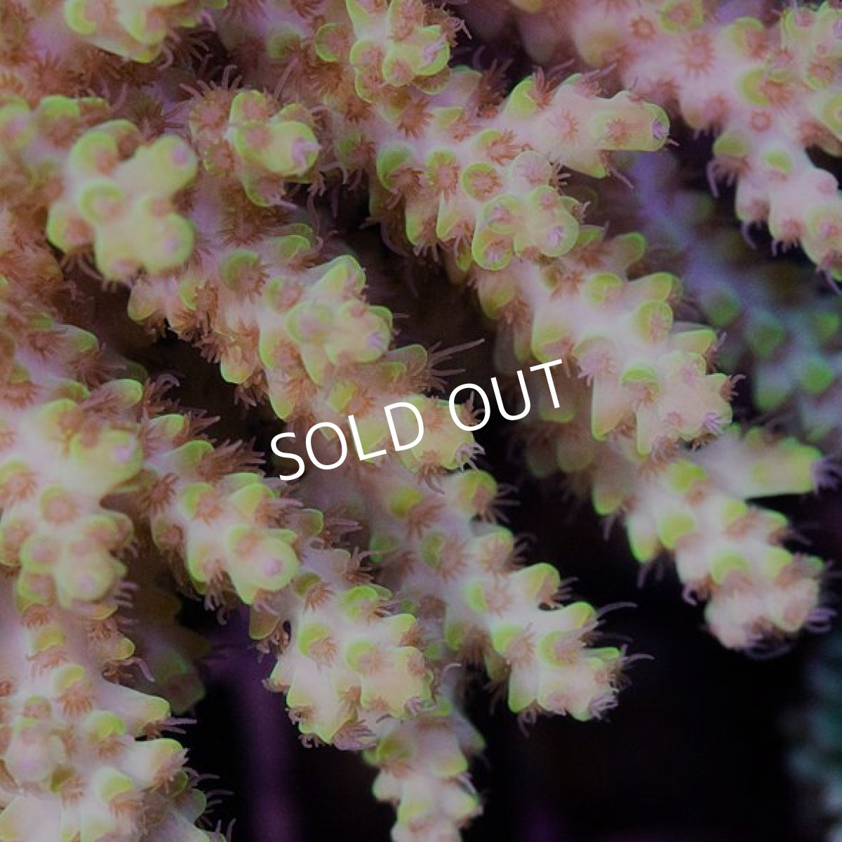 画像2: IF Acropora Ultra No.67 (2)