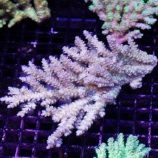 画像1: IF Acropora Ultra No.69 (1)