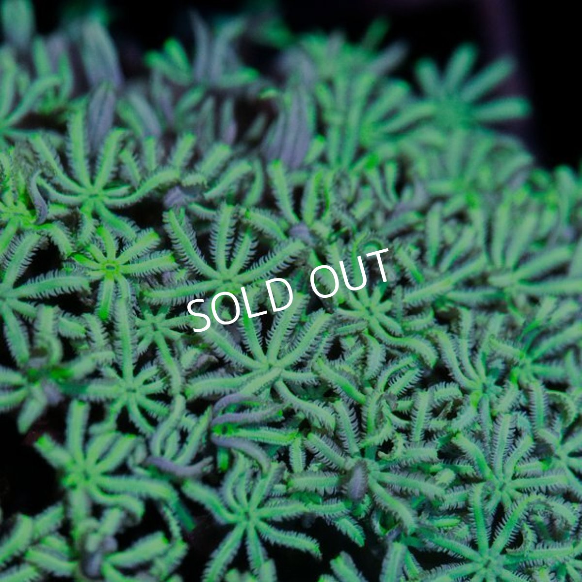 画像2: IF クダサンゴ No.1 (2)