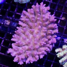 画像1: IF Acropora Ultra No.68 (1)