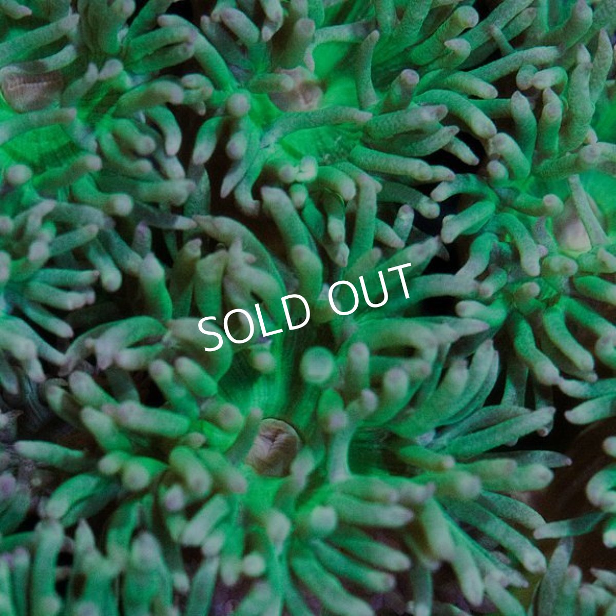 画像3: IF ウィスカーズコーラル (3)