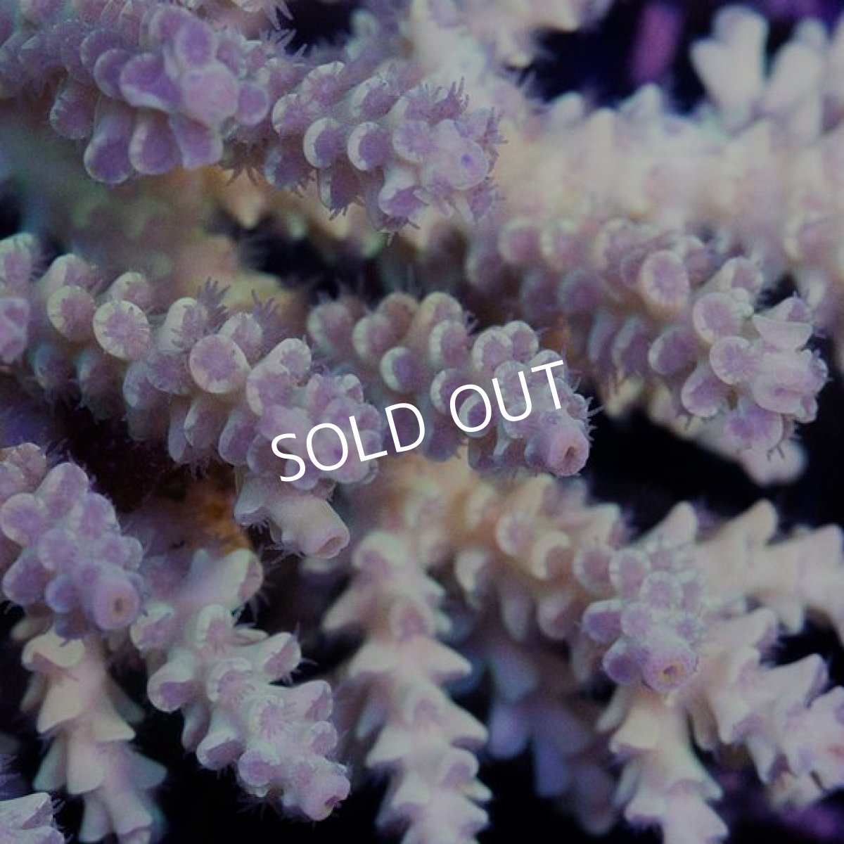 画像3: IF Acropora Ultra No.69 (3)