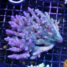 画像1: IF Acropora Ultra No.70 (1)