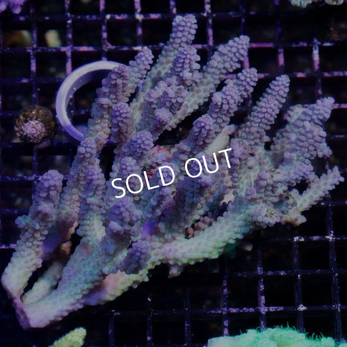 画像3: IF Acropora  Blueberry S-Cake No.71 (3)