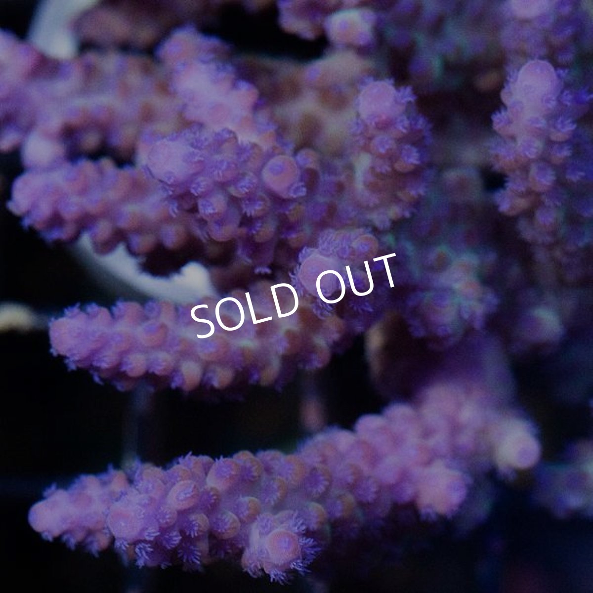 画像2: IF Acropora Ultra No.70 (2)