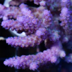 画像2: IF Acropora Ultra No.70 (2)