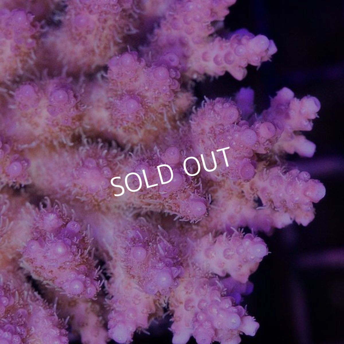 画像3: IF Acropora Ultra No.68 (3)