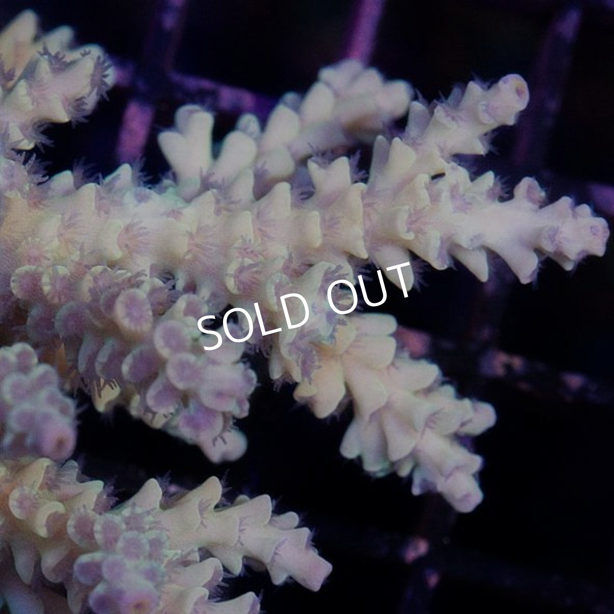 画像2: IF Acropora Ultra No.69 (2)