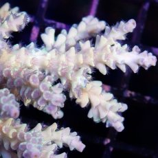 画像2: IF Acropora Ultra No.69 (2)