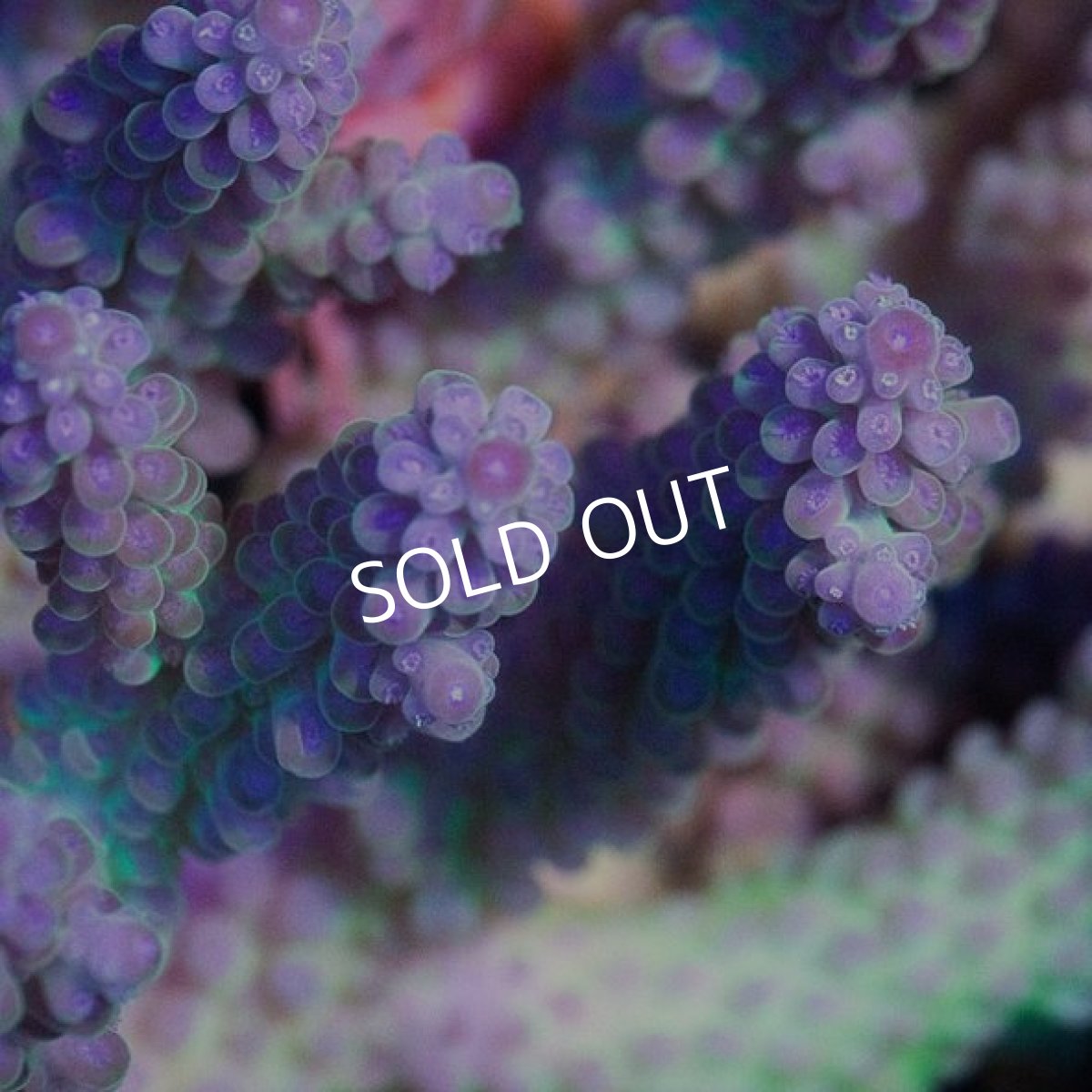 画像4: IF Acropora  Blueberry S-Cake No.71 (4)