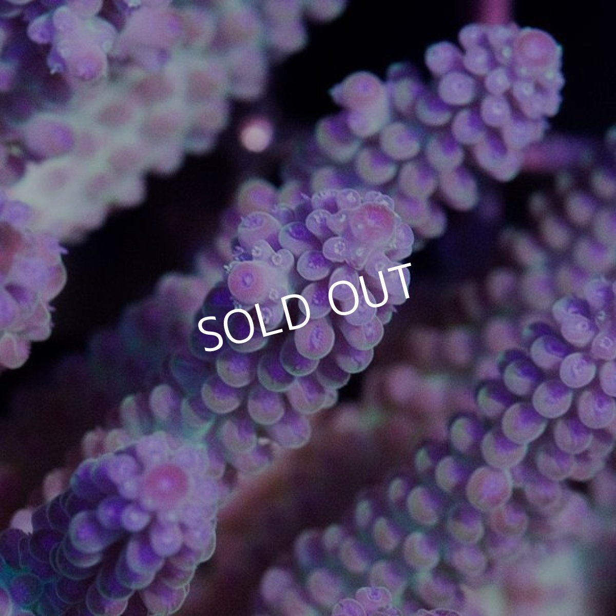 画像2: IF Acropora  Blueberry S-Cake No.71 (2)