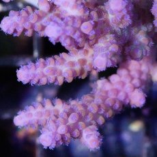 画像3: IF Acropora Ultra No.70 (3)